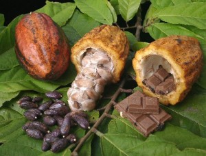Cacao, frutti, semi e lavorazione